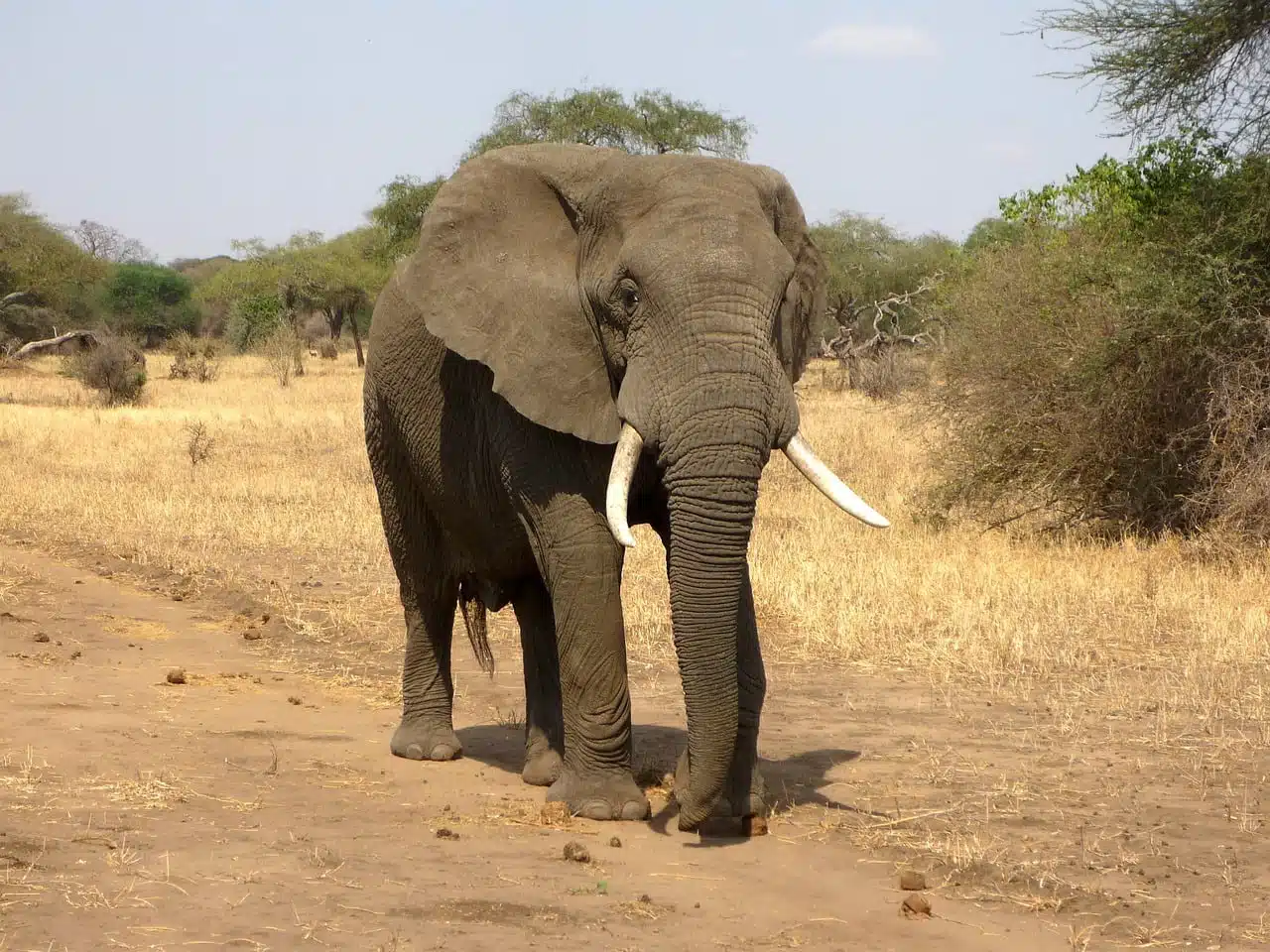 dream meaning Savanna