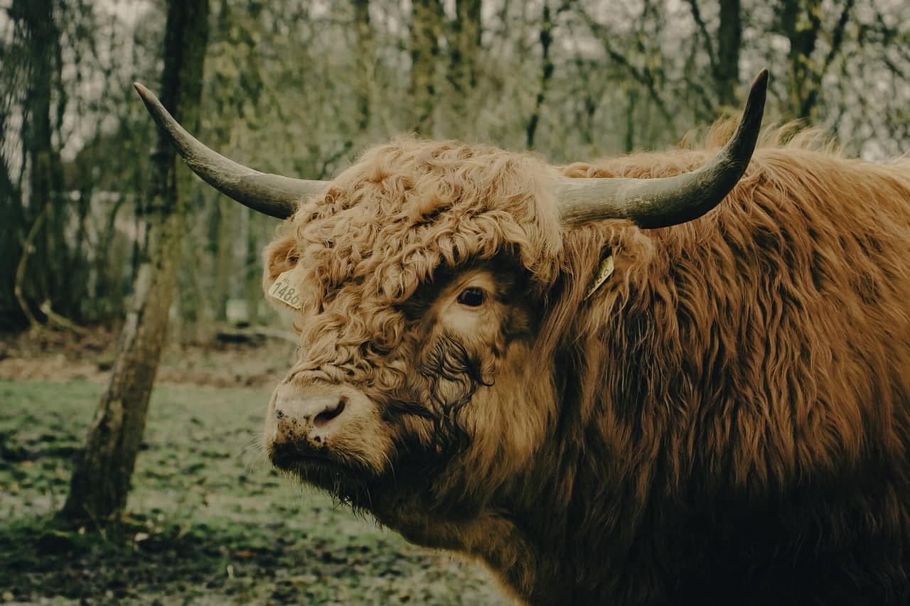 dream meaning Scot