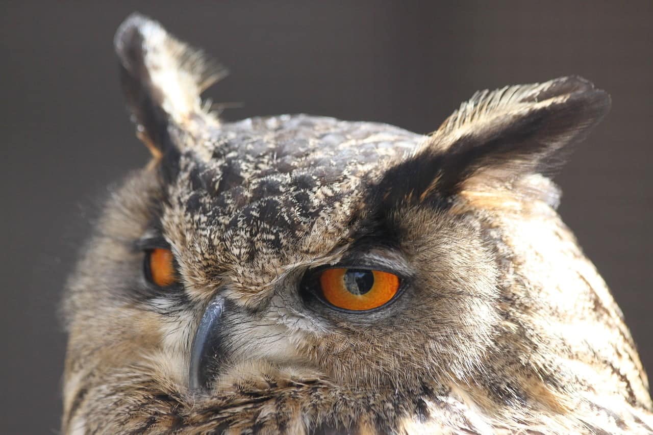 dream meaning Screech Owl