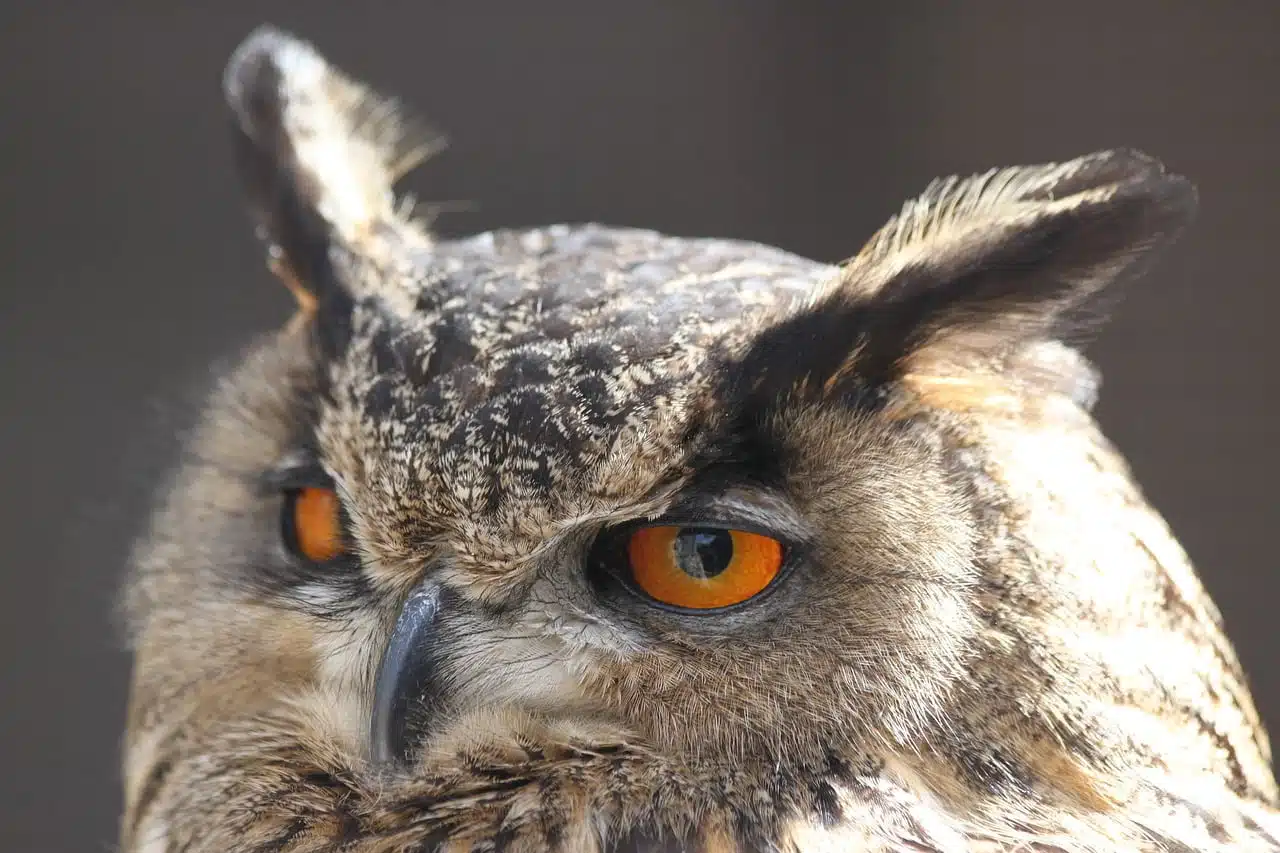dream meaning Screech Owl