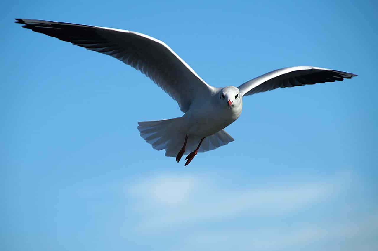 dream meaning Seagull