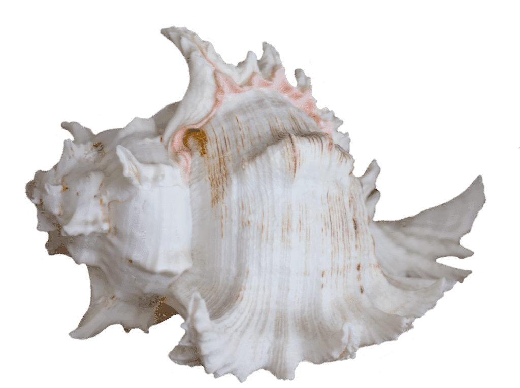 Seashell Dream meaning