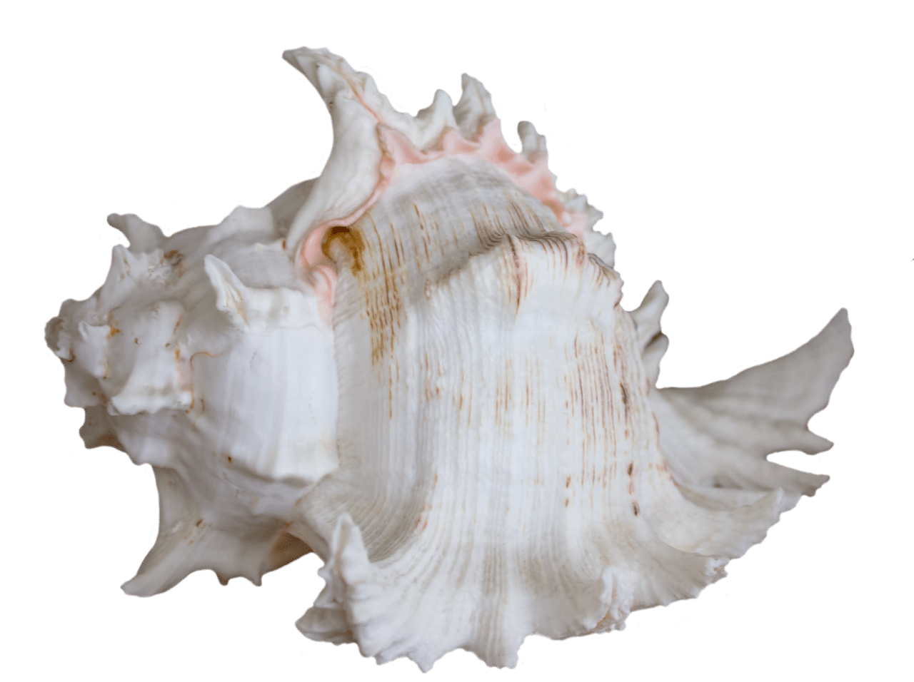 dream meaning Seashell