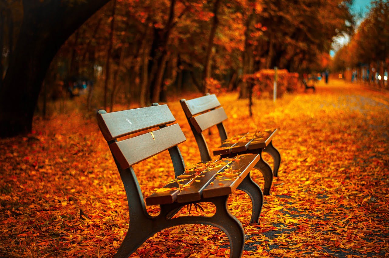 dream meaning Seat