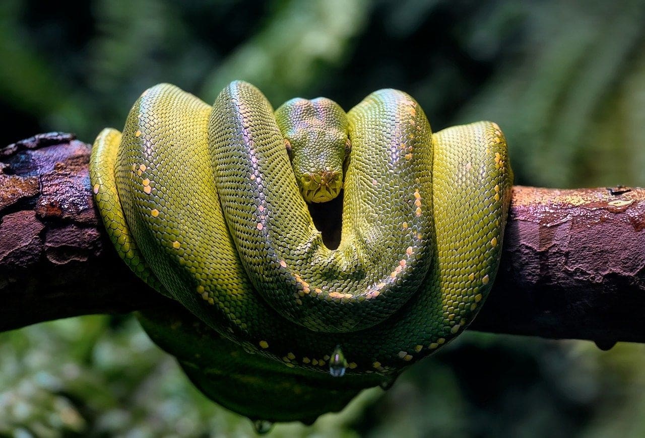 dream meaning Serpents
