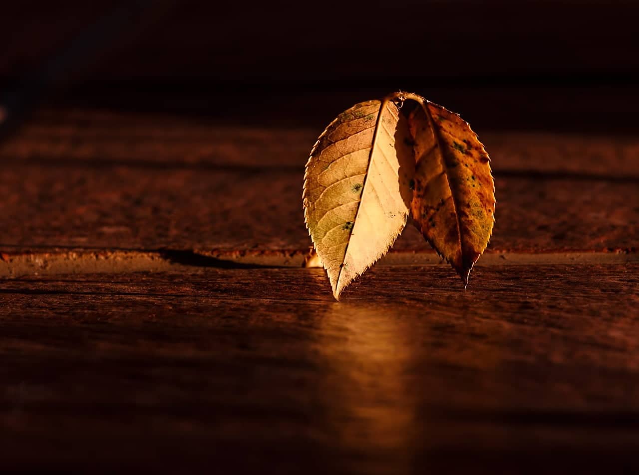 dream meaning Shadow