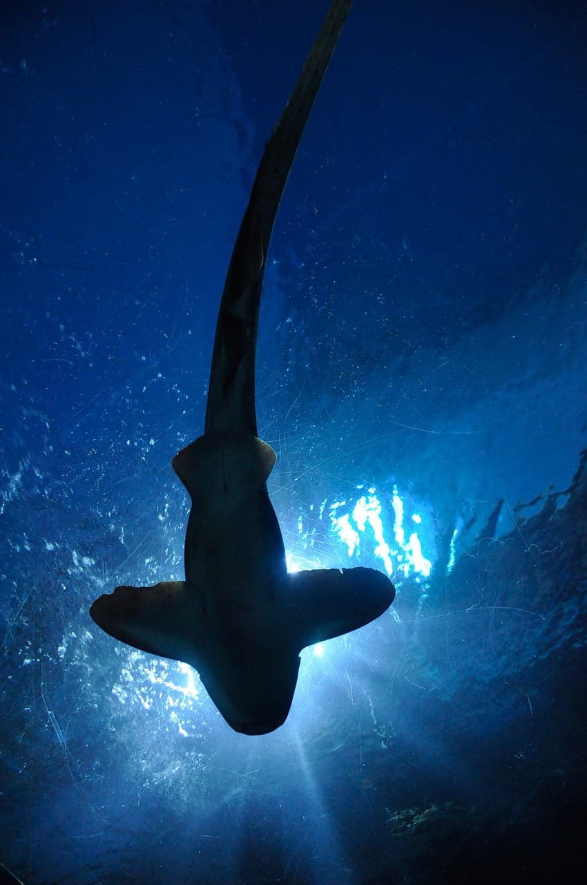 dream meaning Shark