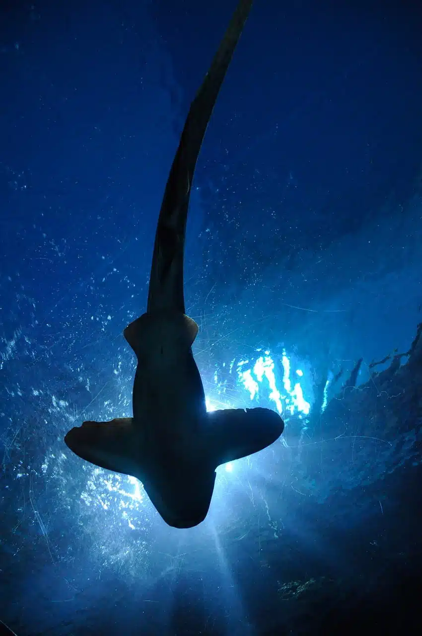 dream meaning Shark
