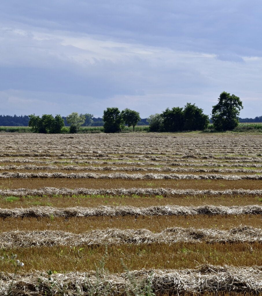 Sheaves Dream meaning Dream Dictionary