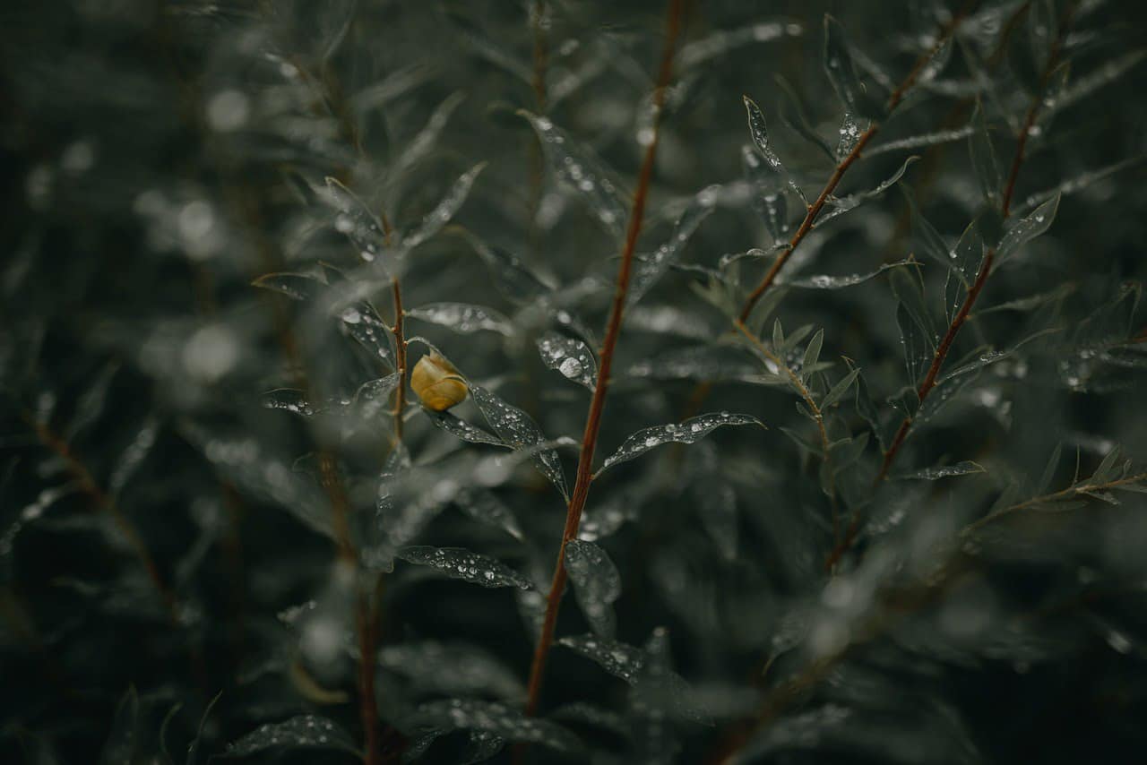 dream meaning Shrub