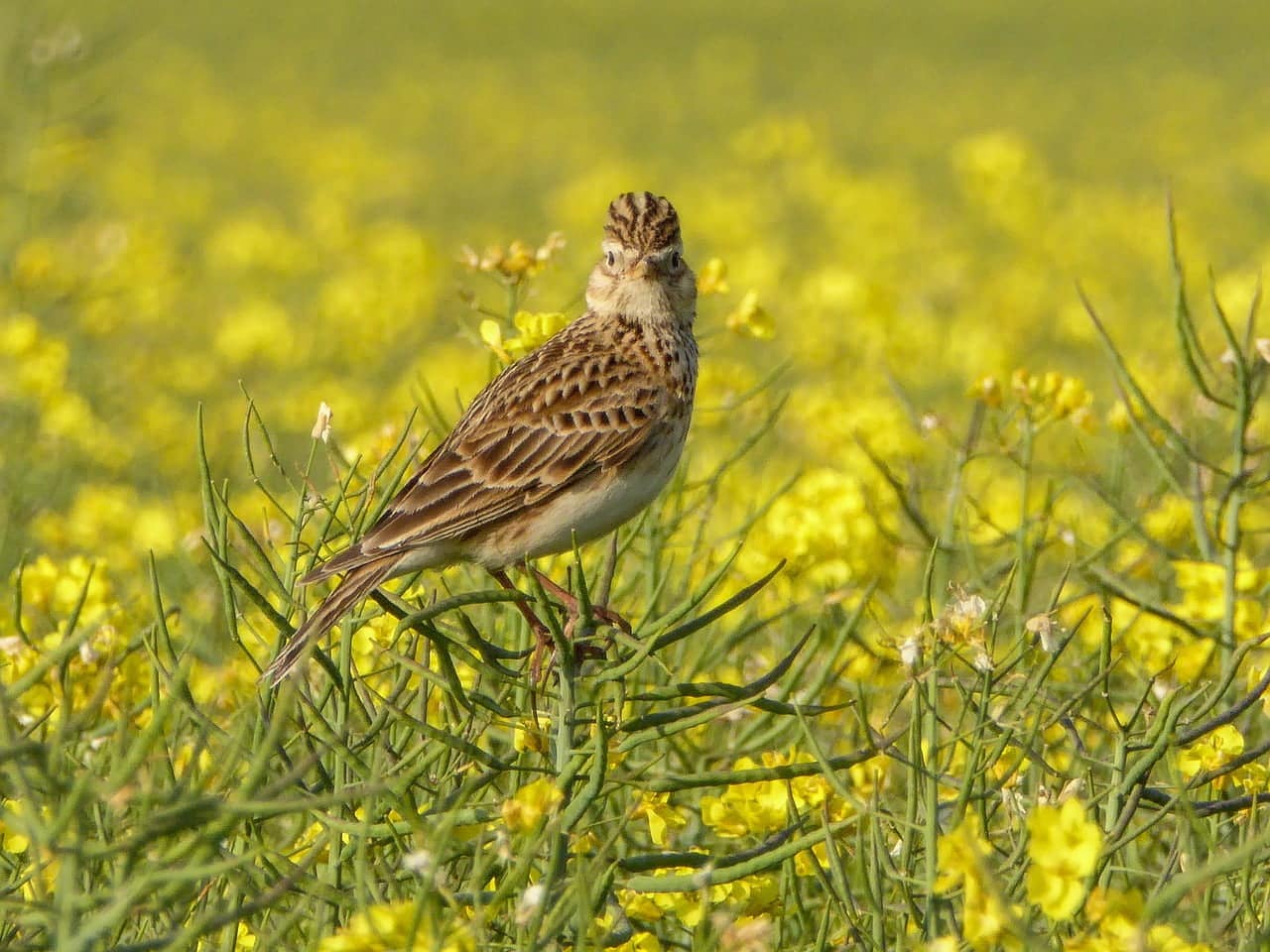 dream meaning Skylark