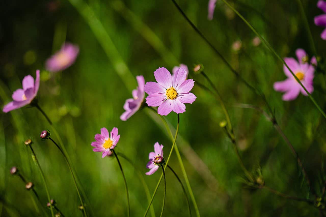 dream meaning Small garden