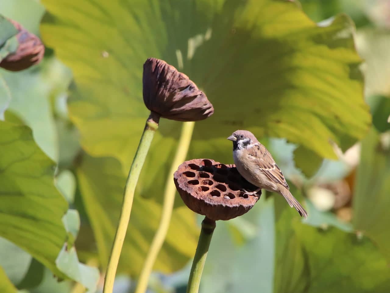 dream meaning Small pods