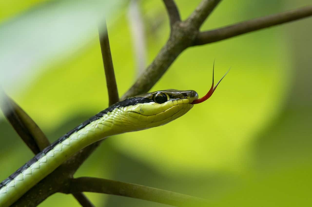 dream meaning Snakes