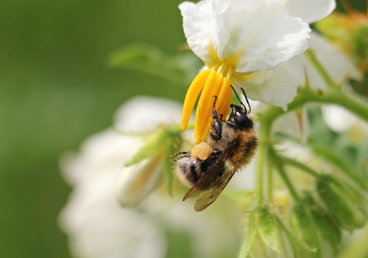 dream meaning Solanum