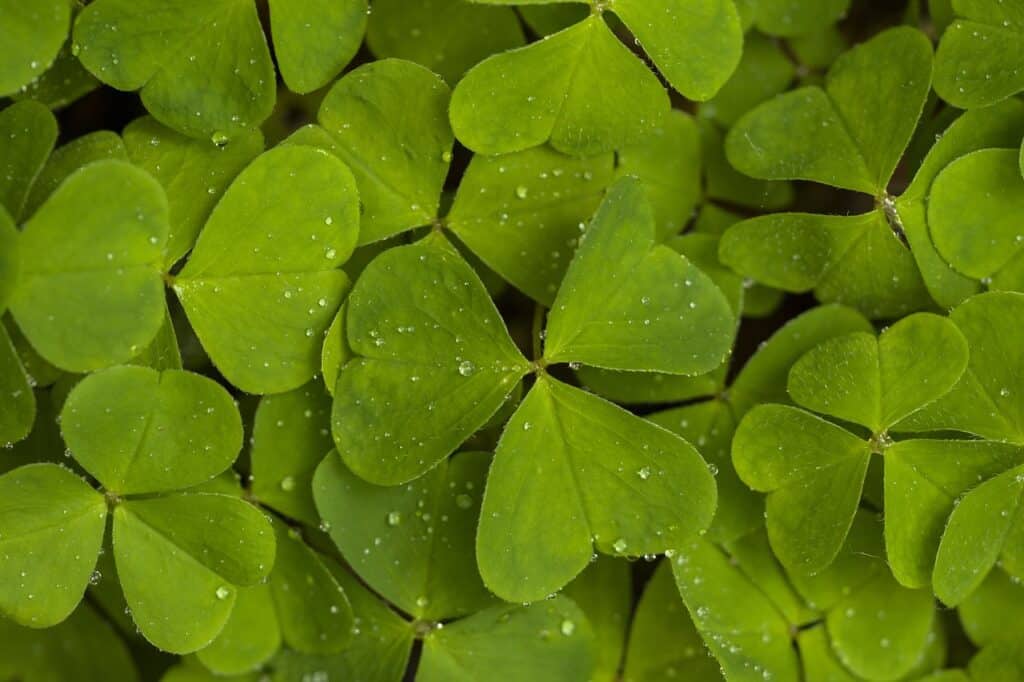 Sorrel 6 sorrel