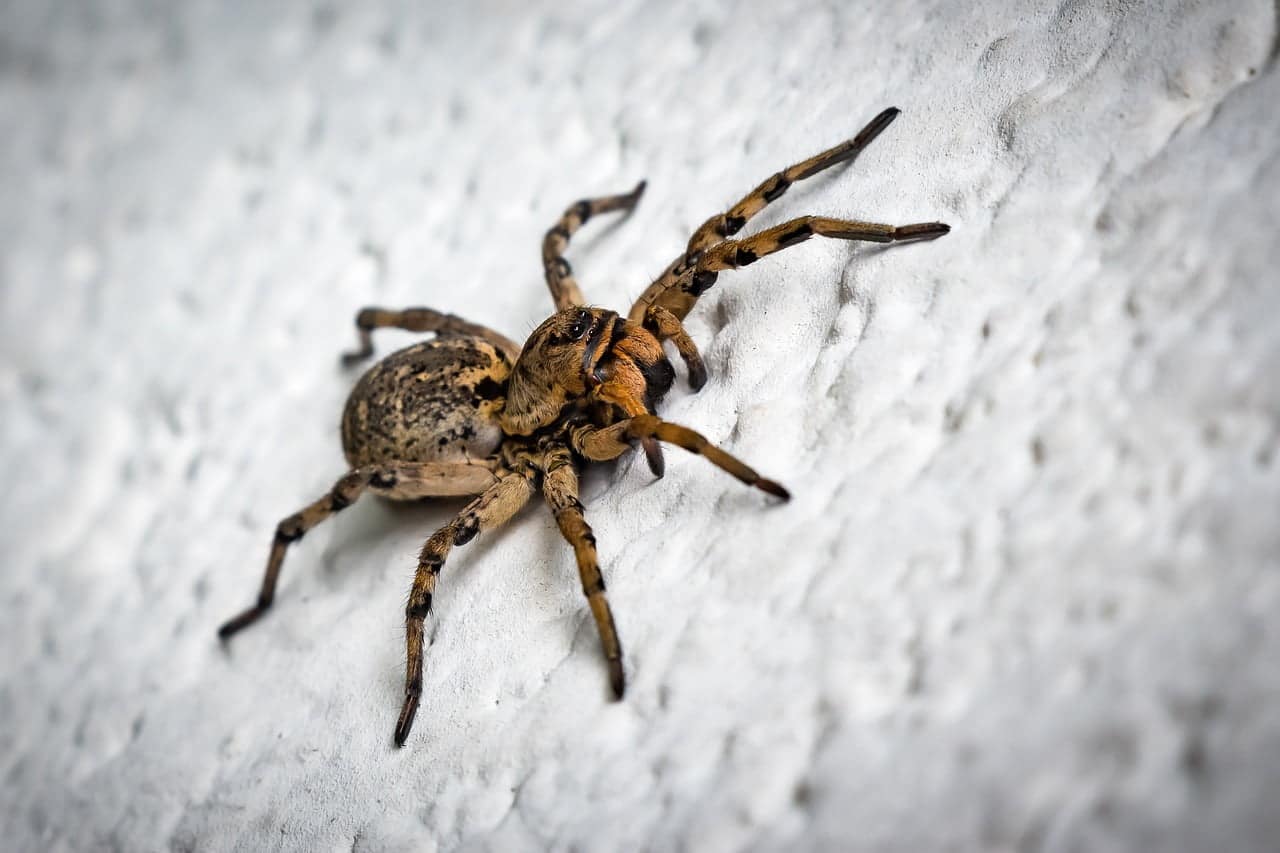 dream meaning Spider