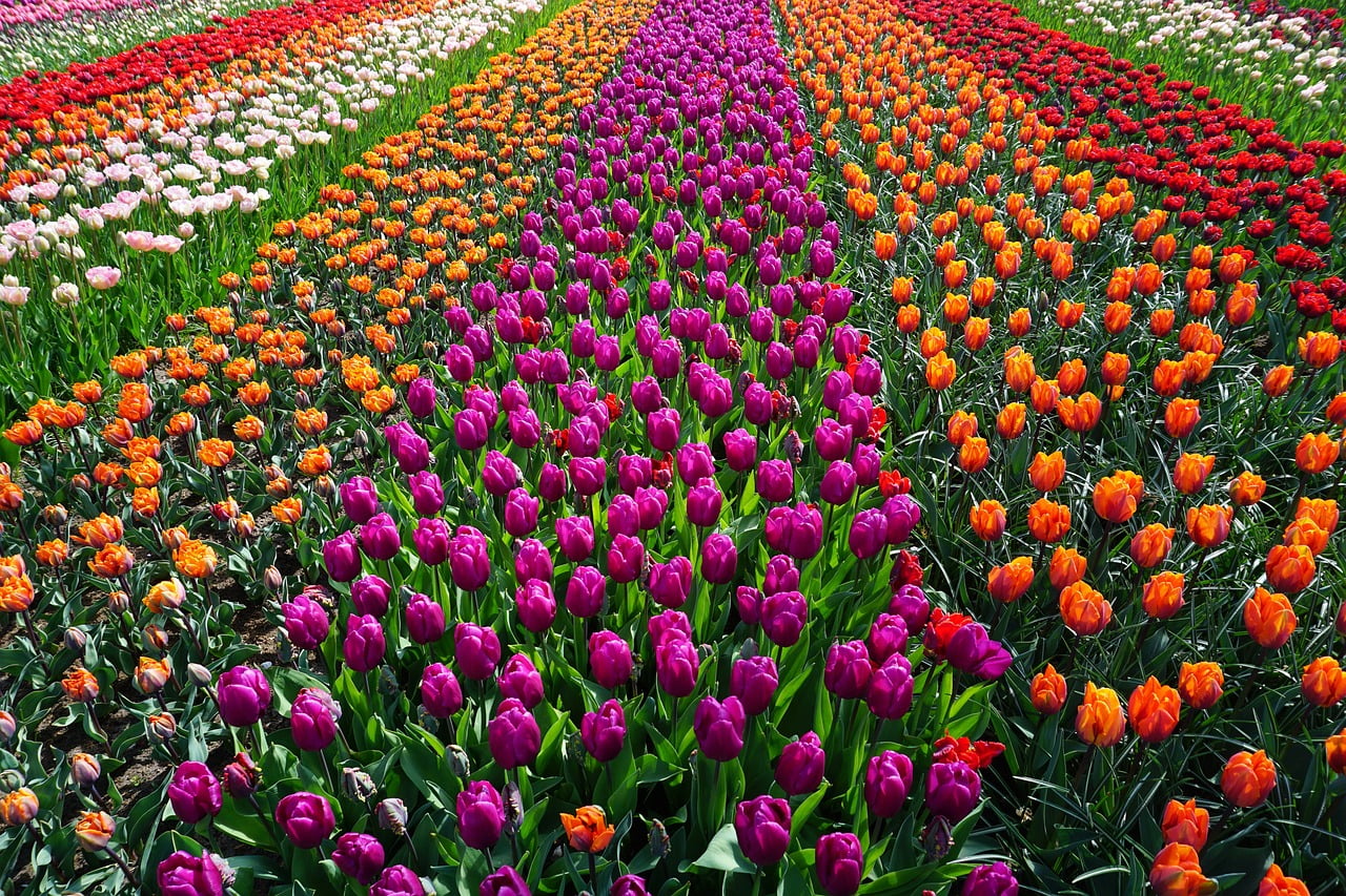 dream meaning Splendor