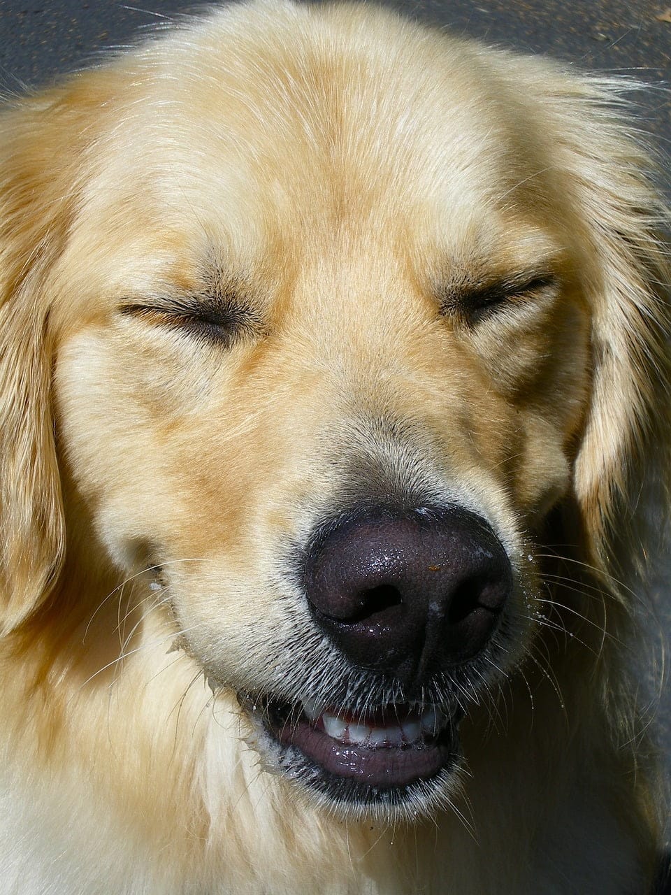 dream meaning Squint