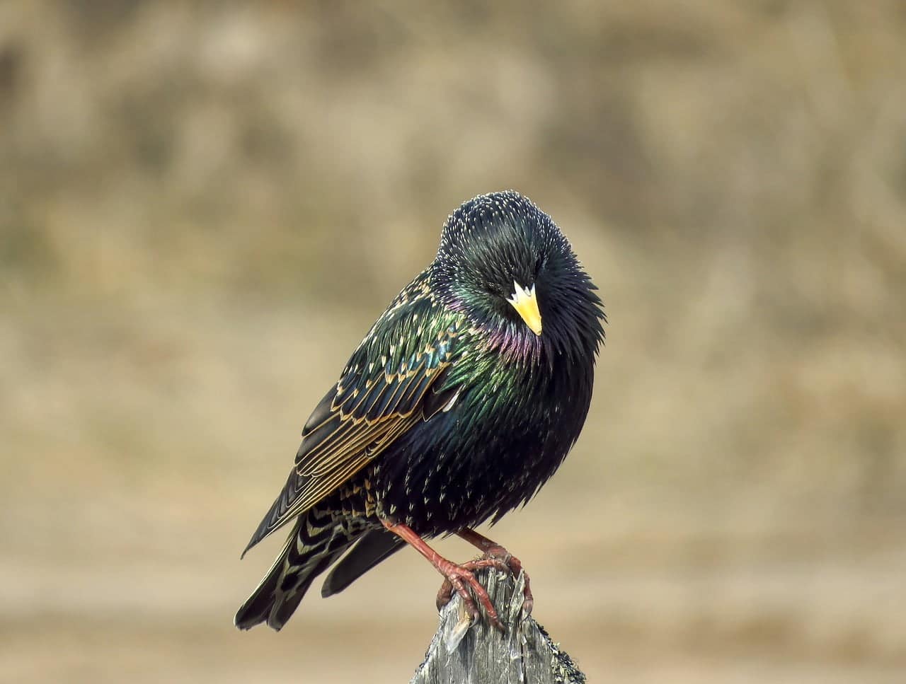 dream meaning Starling