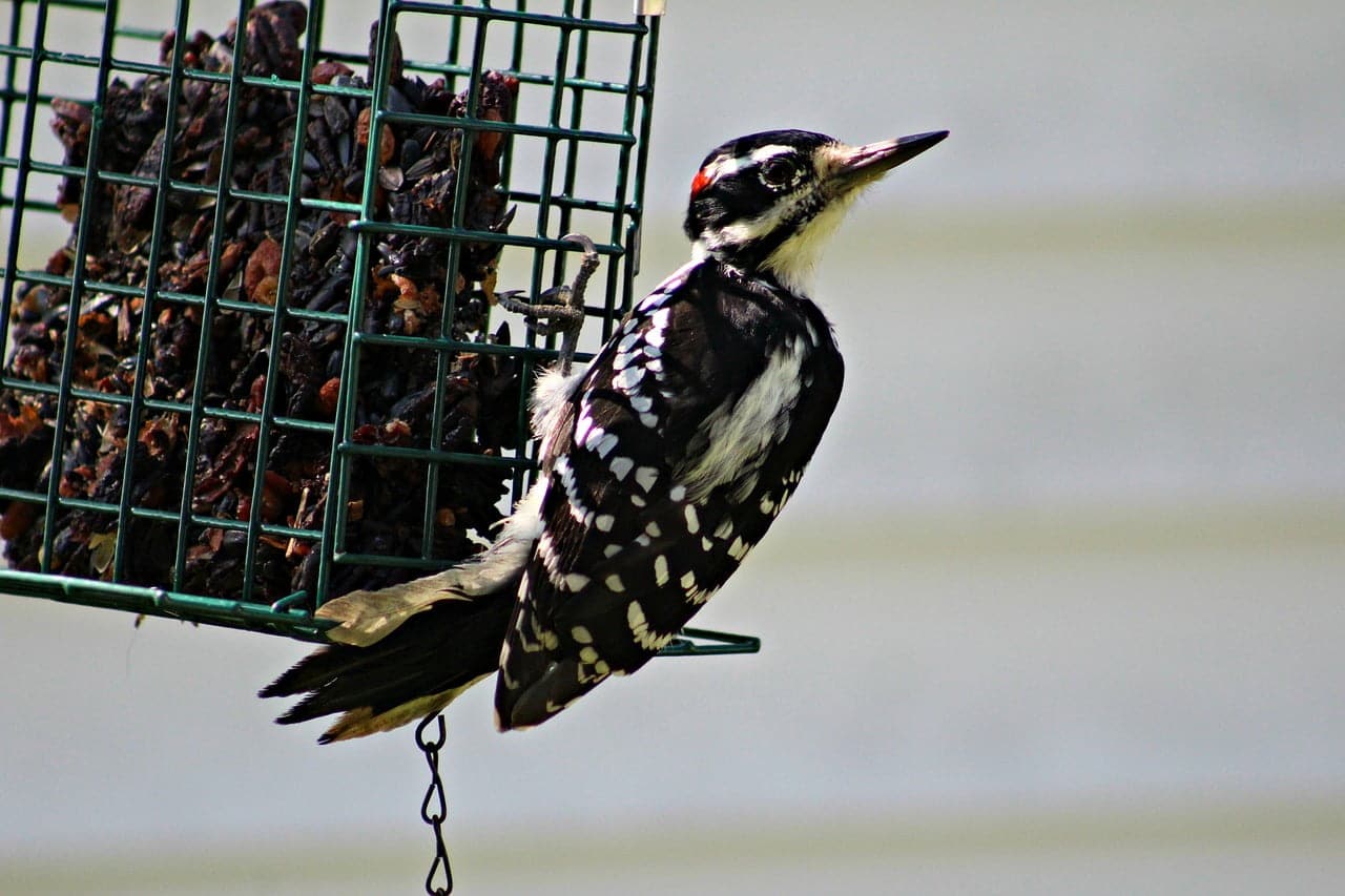 dream meaning Suet