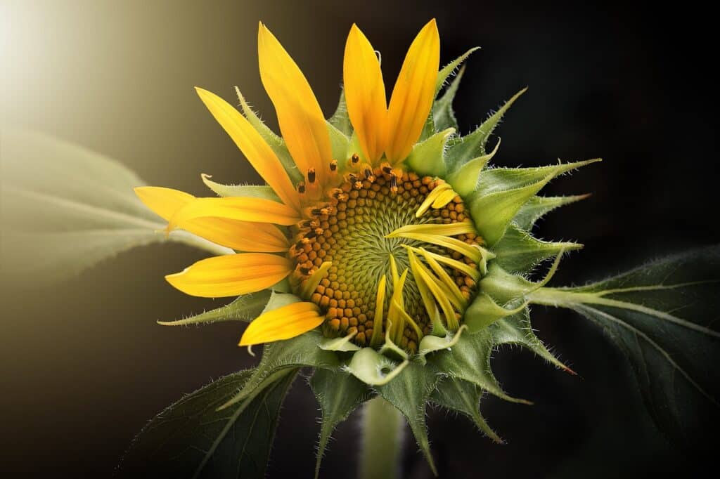 Sunflower Dream meaning