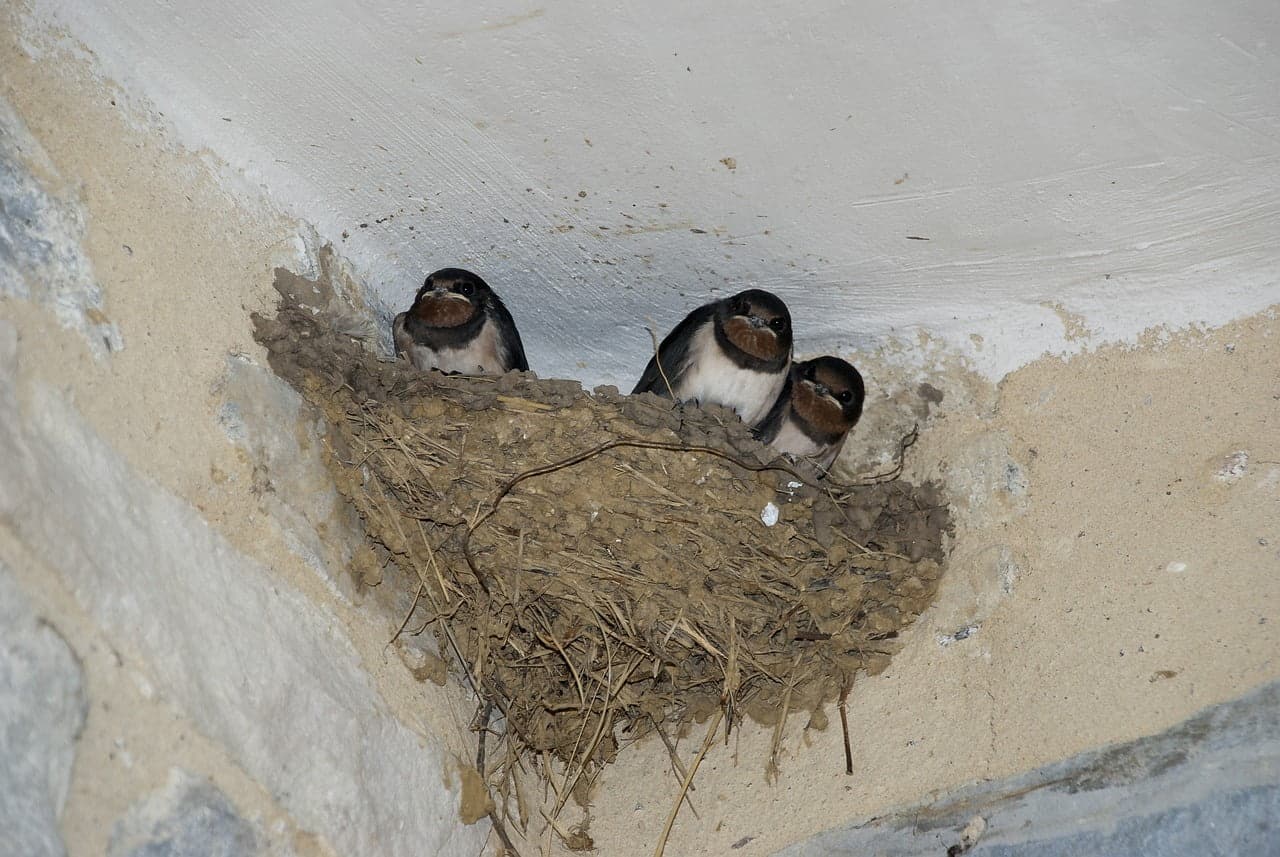 dream meaning Swallows nest