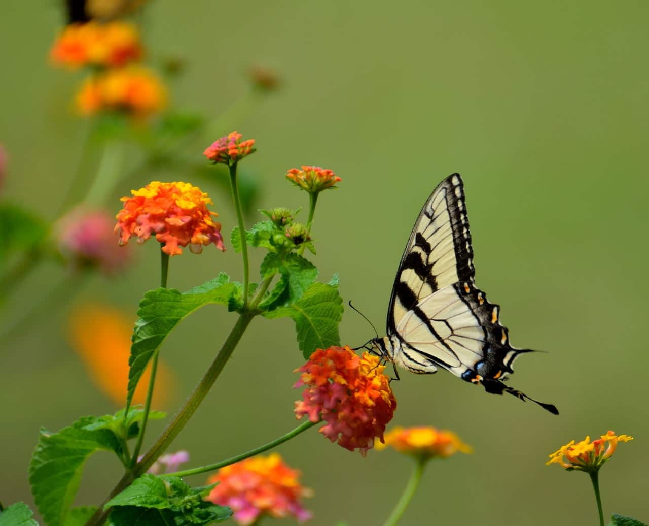 dream meaning Swallowtail