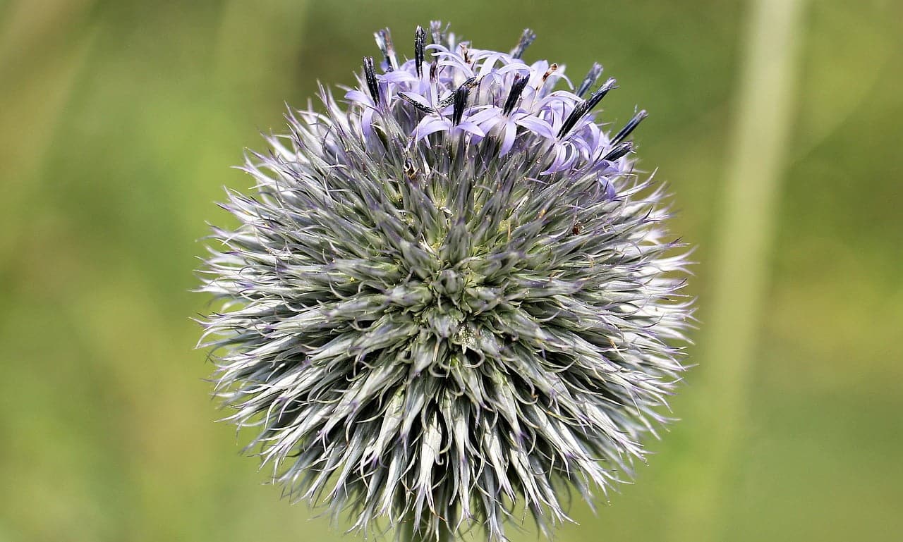 dream meaning Thistle