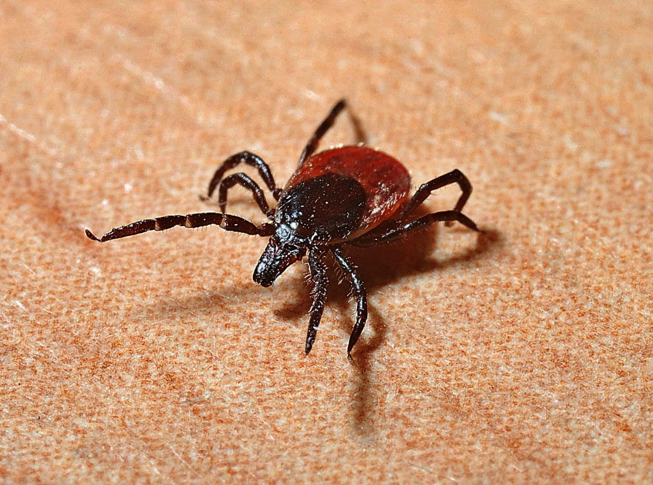 dream meaning Ticks