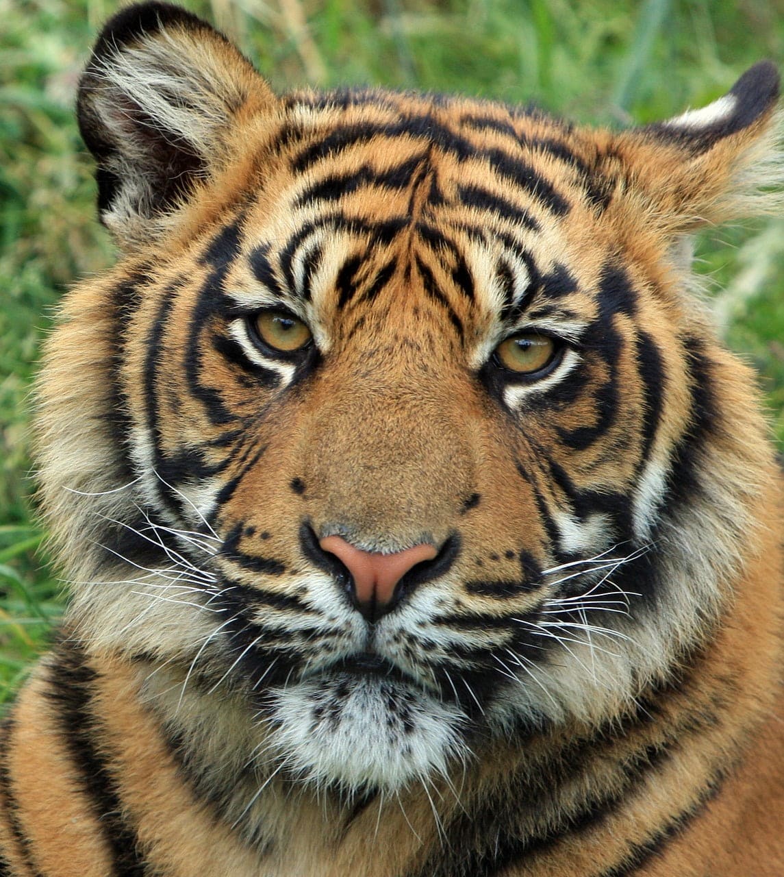 dream meaning Tiger