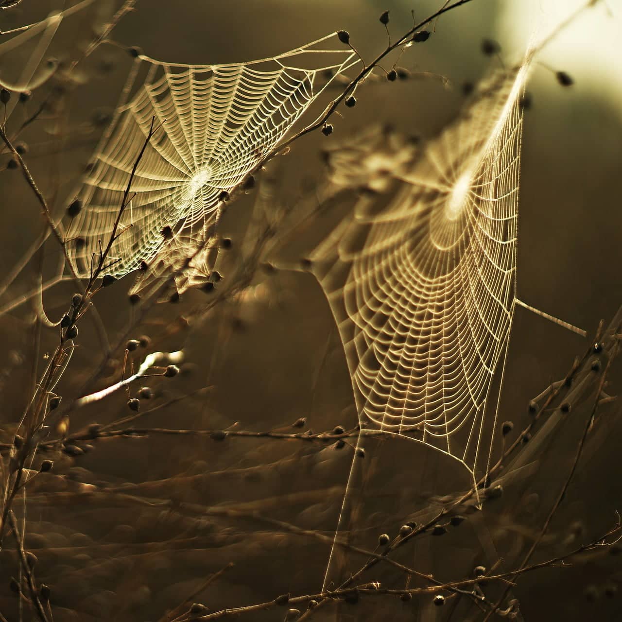 dream meaning Trap