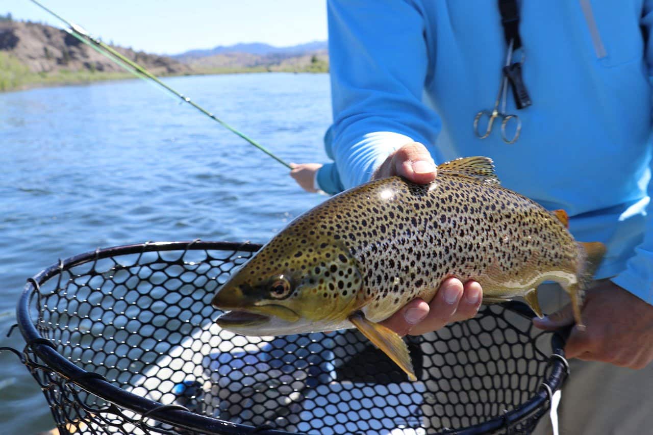 dream meaning Trout