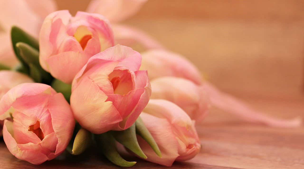 dream meaning Tulip