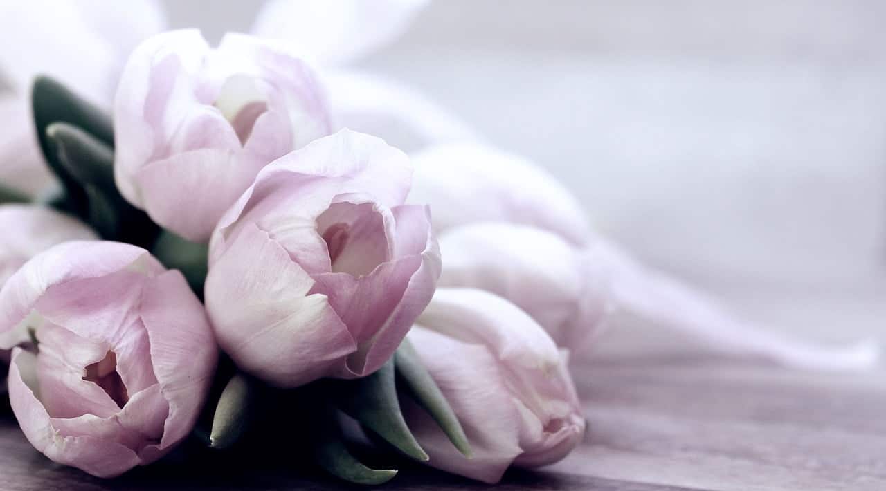 dream meaning Tulips