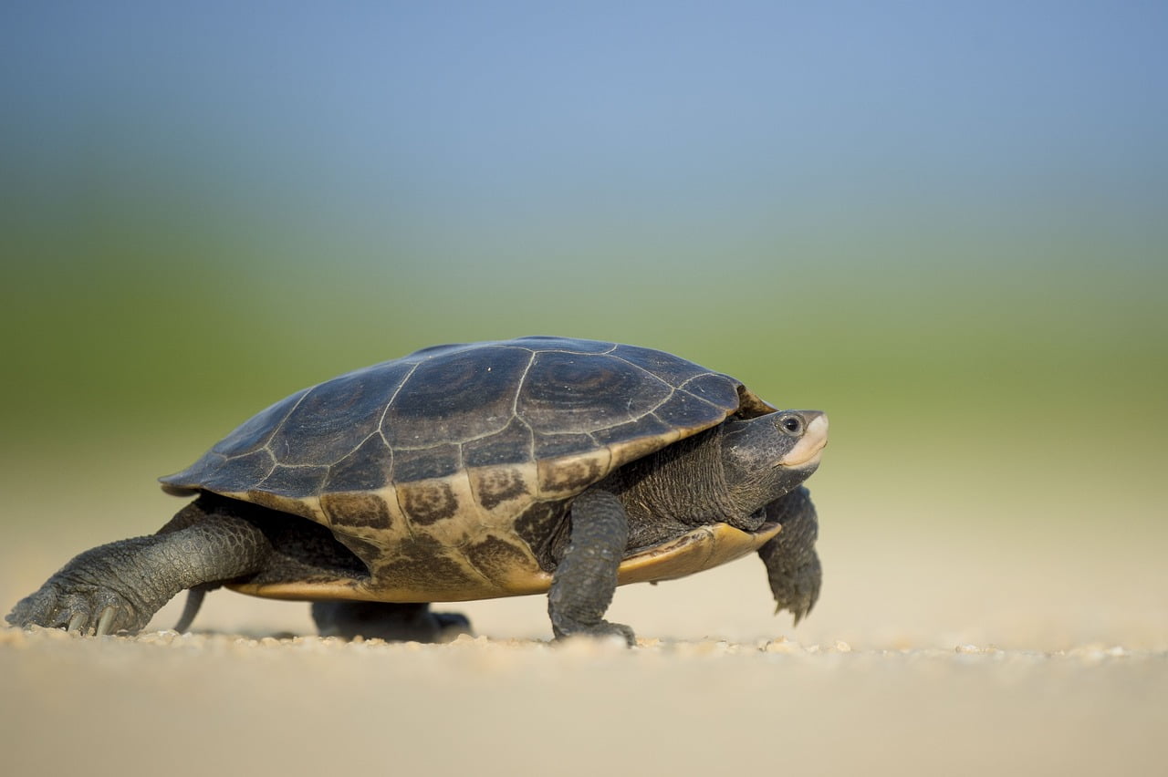 dream meaning Turtle