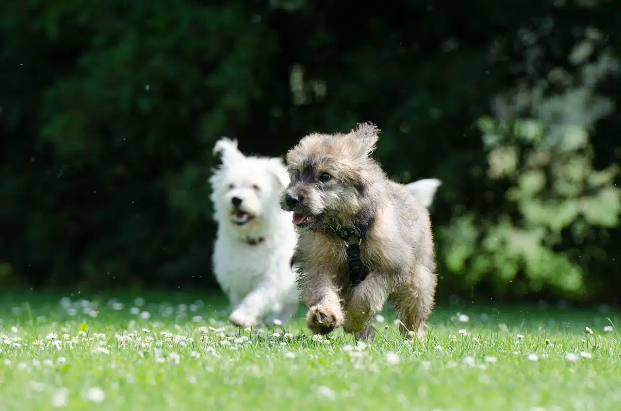 dream meaning Two dogs