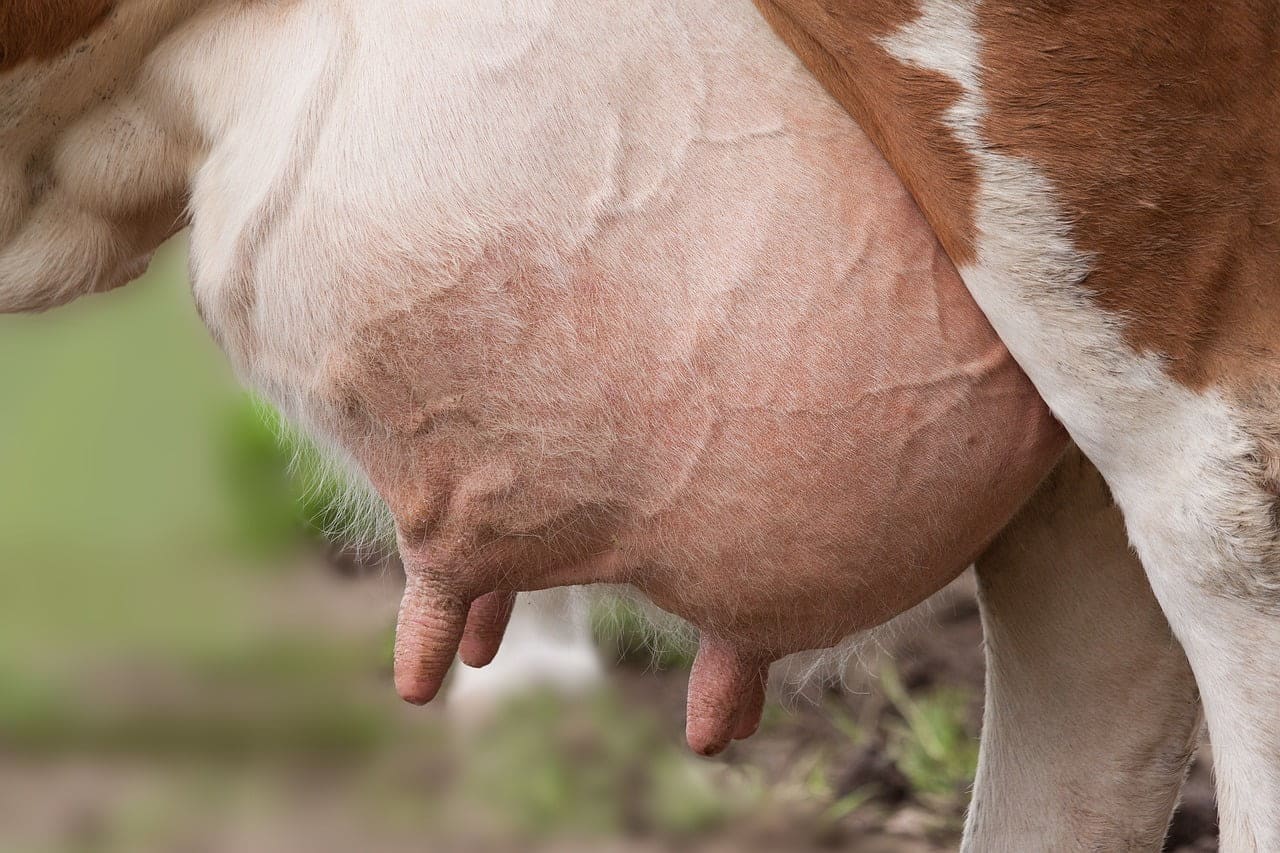 dream meaning Udder