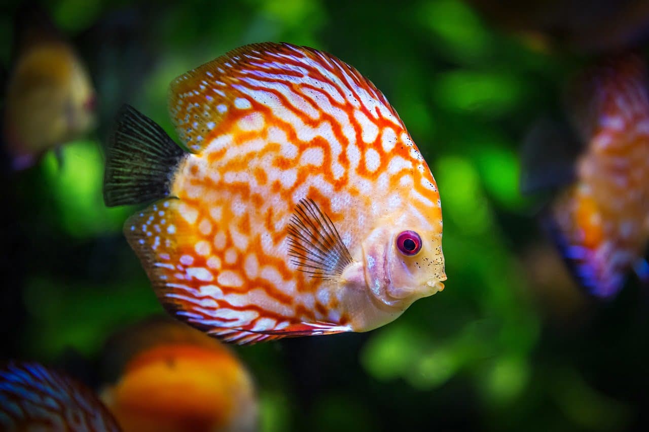 dream meaning Underwater