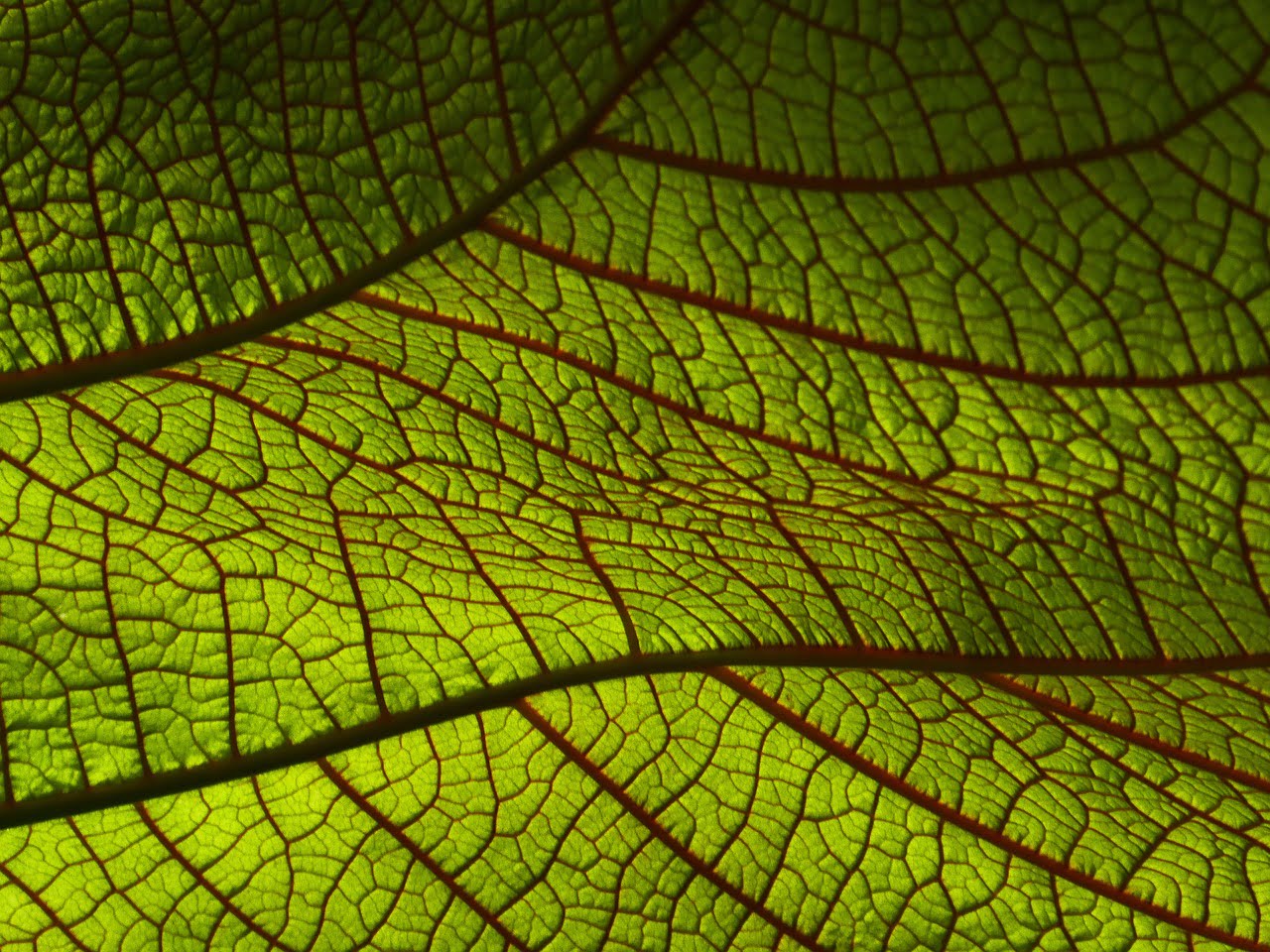 dream meaning Vein