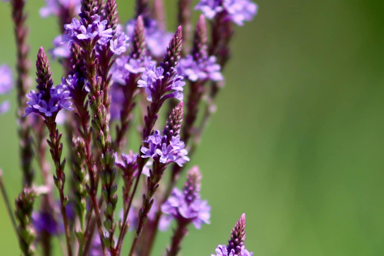 dream meaning Verbena