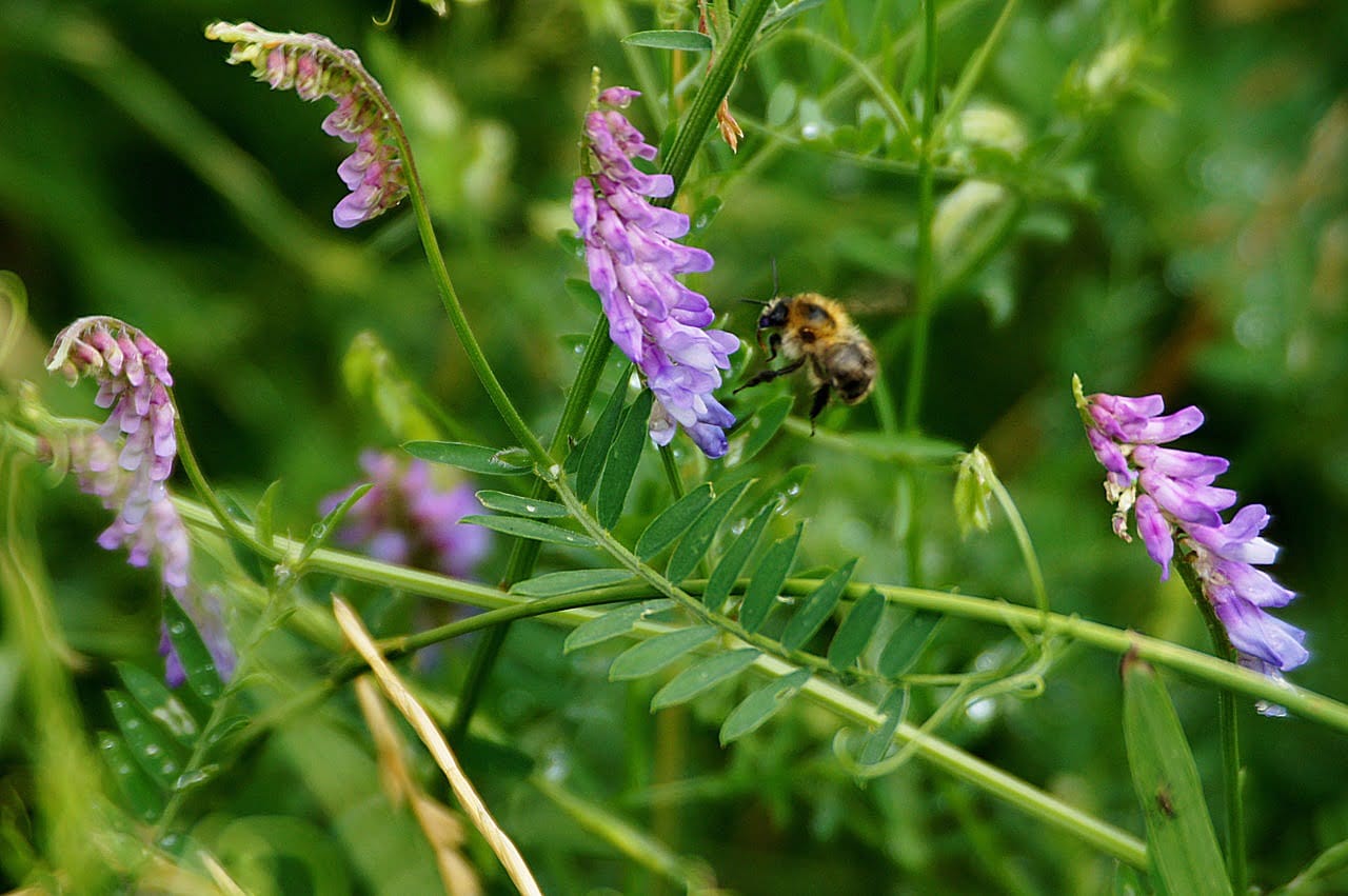 dream meaning Vetch