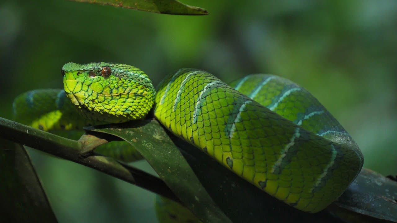 dream meaning Viper