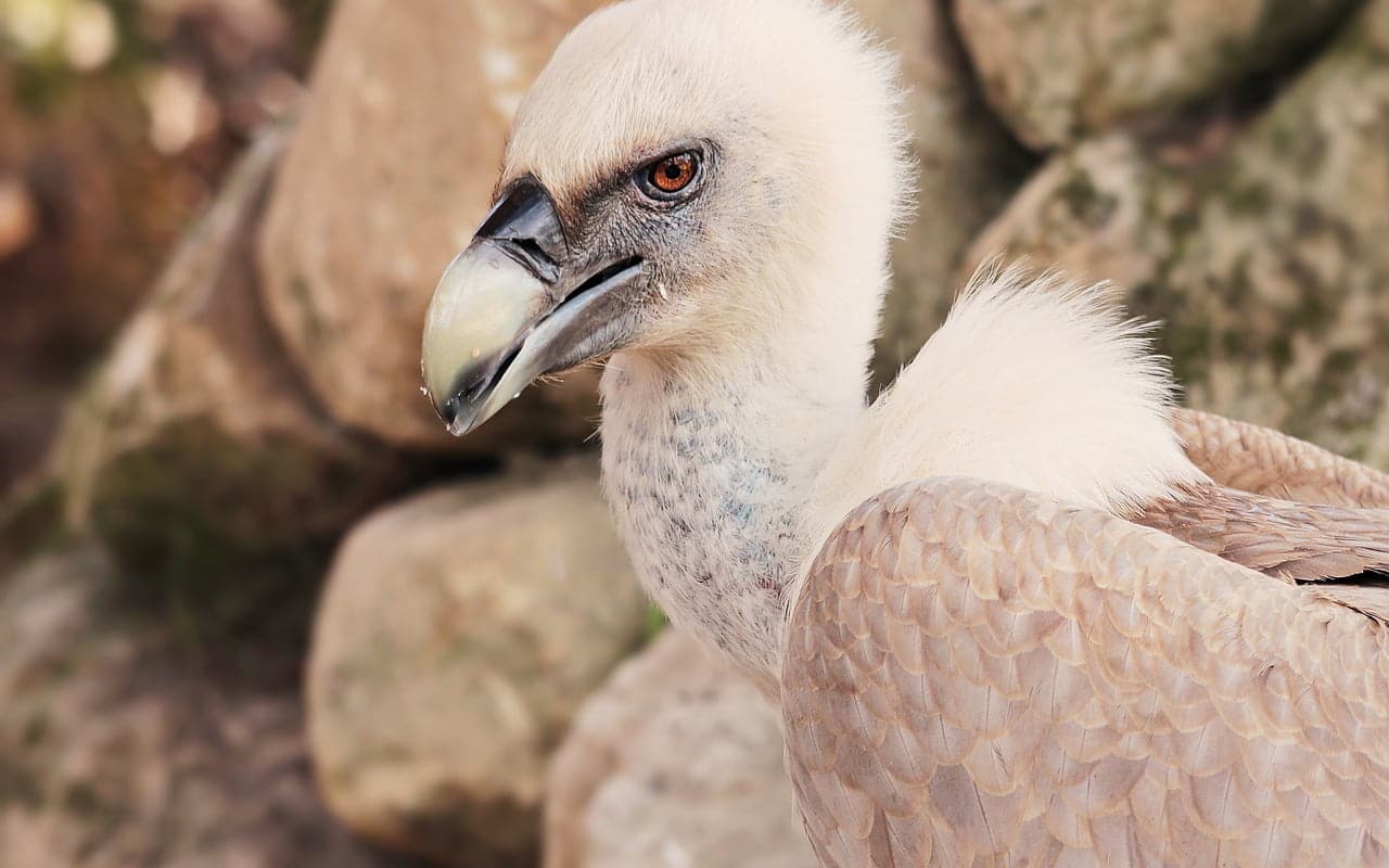dream meaning Vulture