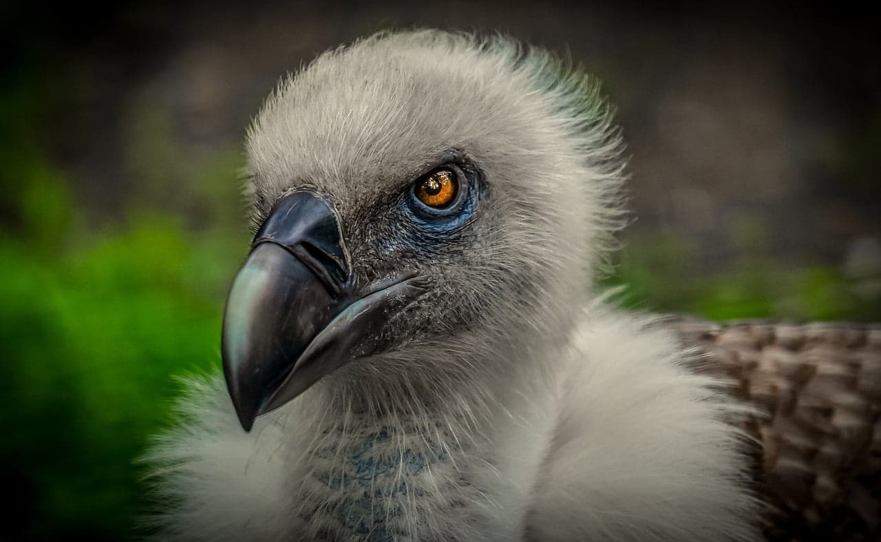 dream meaning Vultures