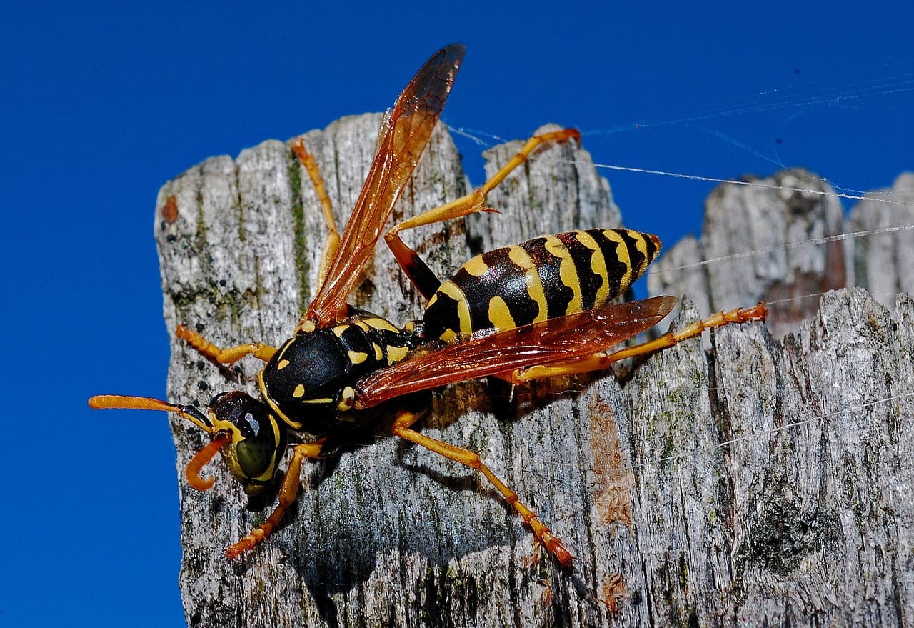 dream meaning Wasp