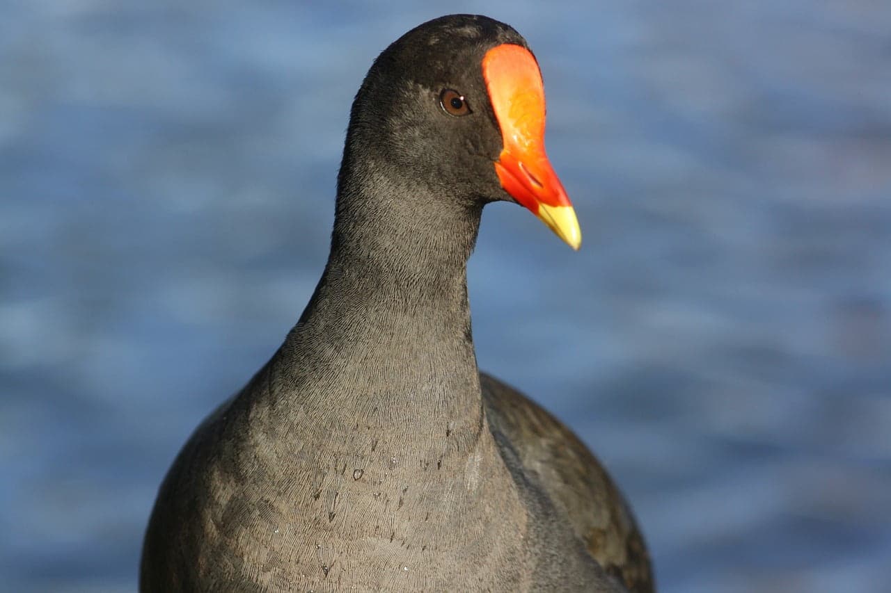 dream meaning Water hen