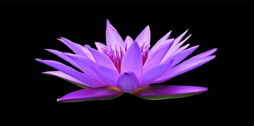 Water Lily Dream meaning