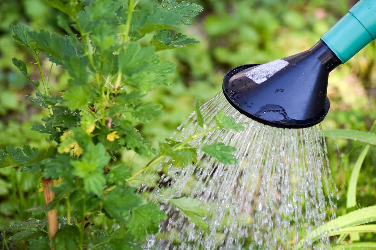 dream meaning Watering can