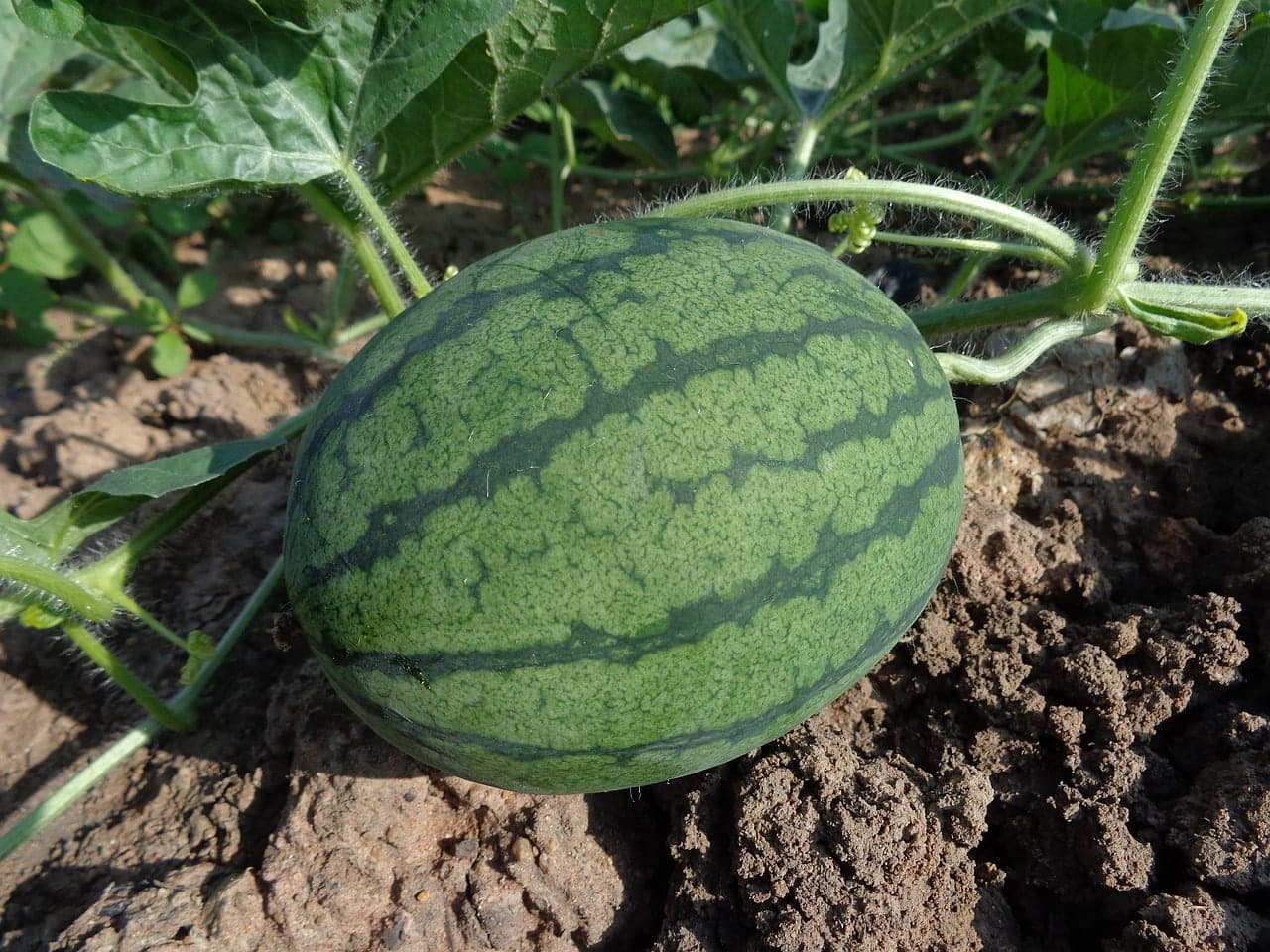 dream meaning Watermelon